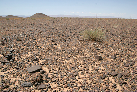 Hamada, kamenitá poušť.