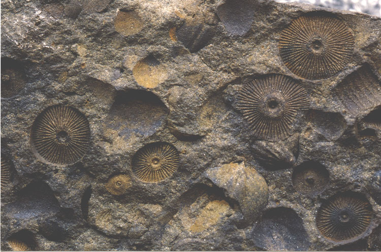 http://puvodni.mzm.cz/mzm/oddeleni/geologie_fotogalerie/fosilni_lilijice.jpg