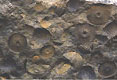 fosilní lilijice Cyathocrinus pinnatus - Gerolstein, stáří: devon
