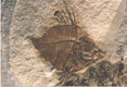fosilní ryba Capris sp. - Vážany nad Litavou, stáří: terciér