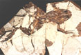 fosilní žába Palaeobatrachus sp. - Bechlejovice, stáří: terciér