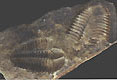 trilobit Conocoryphe sulzeri - Jince, stáří: kambrium
