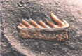 zub fosilního žraloka  Heptranchias sp. - Bystřice nad Olší, stáří: terciér