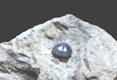 zub fosilní ryby Lepidotus sp. - Štramberk,stáří: jura