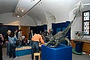 Dtsk muzeum - Tajemn jednoroec